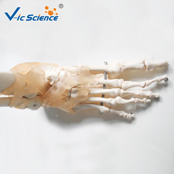 180cm Tall Life Size Anatomical Skeleton  For Medical Students With Muscles And Ligaments