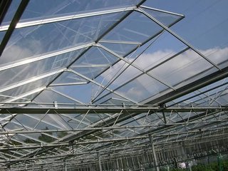 Agriculture Polycarbonate Venlo Type Greenhouse For Planting Tomatoes