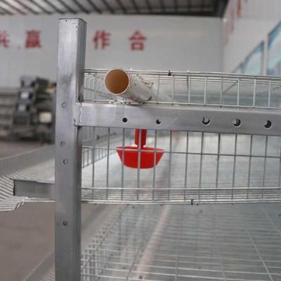 Elevado desempenho da superfície da resistência de corrosão da gaiola das codorniz da armação de aço da forma de U