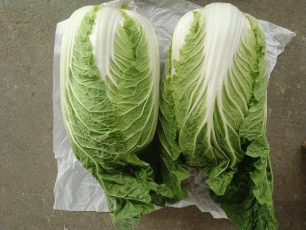 Improve Digestion Mini Drumhead Cabbage , Late Flat Dutch Cabbage 1-3KG/PER