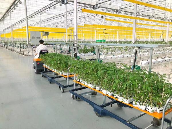 USA/Canada Steel Structure Vegetables Planting Single-Arch Greenhouse for Hydroponics