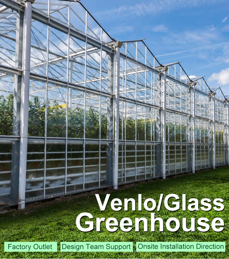 Multi-Span 4 Sunroom Теплица Venlo из закаленного стекла Полностью автоматизированная вентиляция
