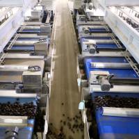 Inshell Nuts Sorting Machine For Various Chestnut Farmers