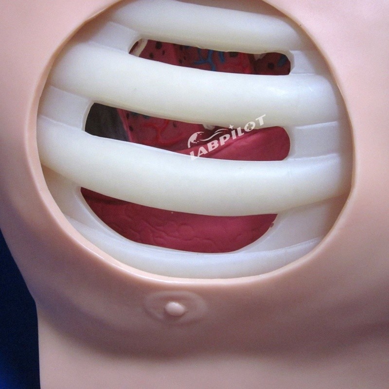 Advanced PVC Manikin for Nursing Training of Pleural Puncture Drainage and Thoracentesis